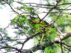 Ploceus bicolor bicolor