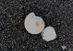 Architectonica nobilis