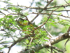 Ploceus bicolor bicolor
