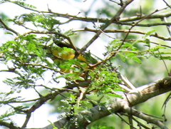 Ploceus bicolor bicolor