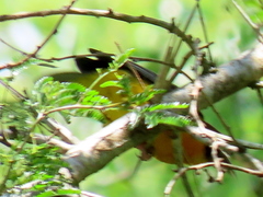Ploceus bicolor bicolor