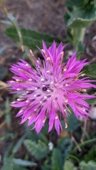 Centaurea pullata