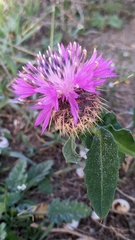 Centaurea pullata
