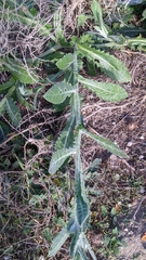 Centaurea pullata