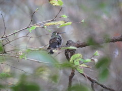 Lampornis amethystinus