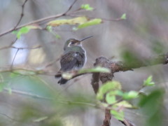 Lampornis amethystinus