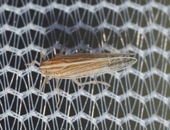 Phrictopyga occidentalis