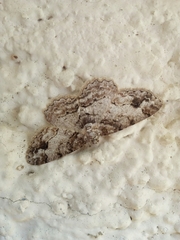 Paradarisa consonaria