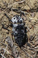 Capnodis cariosa