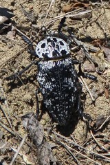 Capnodis cariosa