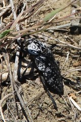 Capnodis cariosa