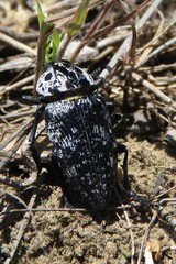 Capnodis cariosa