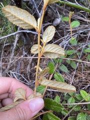 Pomaderris edgerleyi