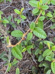 Pomaderris edgerleyi