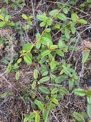 Pomaderris edgerleyi