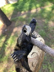 Trachemys scripta
