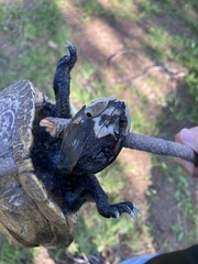 Trachemys scripta