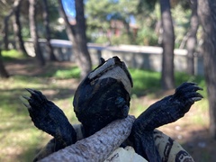 Trachemys scripta