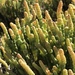Salicornia littorea - Photo (c) ottowhitehead,  זכויות יוצרים חלקיות (CC BY-NC)