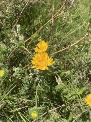 Grindelia boliviana