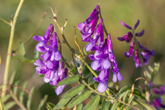 Vicia villosa