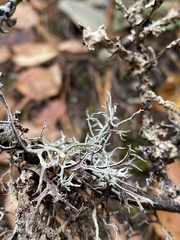 Pseudevernia