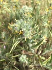 Amsinckia lycopsoides