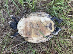 Trachemys scripta