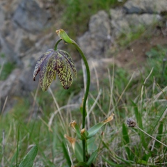 Fritillaria affinis affinis