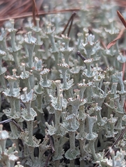 Cladonia rappii