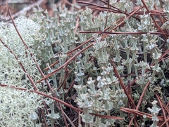 Cladonia rappii