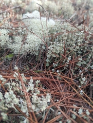 Cladonia rappii