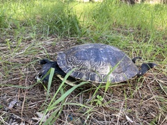 Trachemys scripta