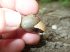 Zachrysia provisoria