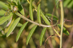 Vicia villosa
