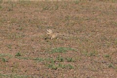 Spermophilus pygmaeus