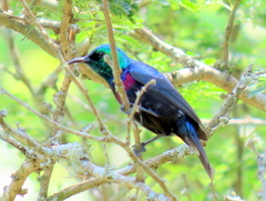 Cinnyris bifasciatus microrhynchus