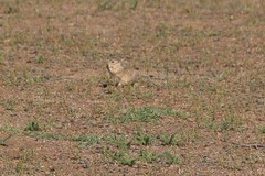 Spermophilus pygmaeus