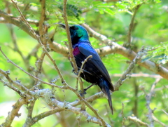 Cinnyris bifasciatus microrhynchus