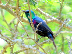 Cinnyris bifasciatus microrhynchus