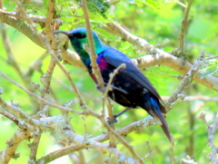 Cinnyris bifasciatus microrhynchus