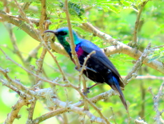 Cinnyris bifasciatus microrhynchus