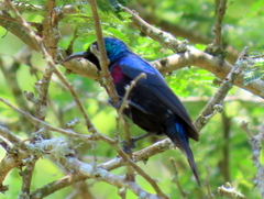 Cinnyris bifasciatus microrhynchus