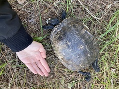 Trachemys scripta