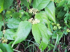 Colubrina yucatanensis