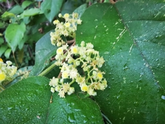 Colubrina yucatanensis