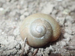 Zachrysia provisoria