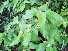 Colubrina yucatanensis