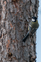 Parus major