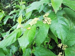 Colubrina yucatanensis